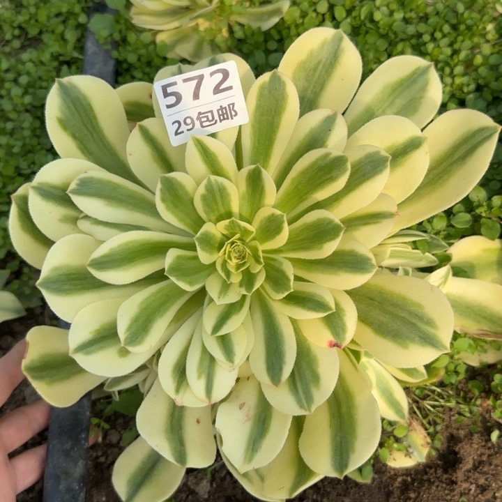 辛尼亚……多肉植物……