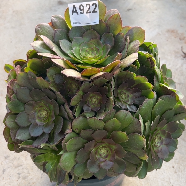 922万圣节25厘米左右