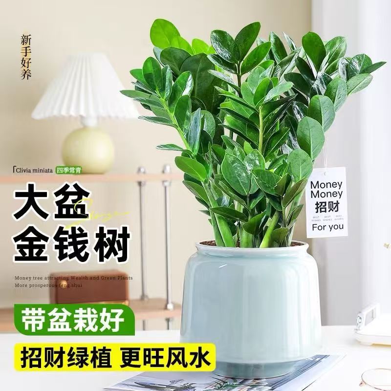 金钱树盆栽植物发财树原土原盆发货客厅室内绿植花卉四季常青