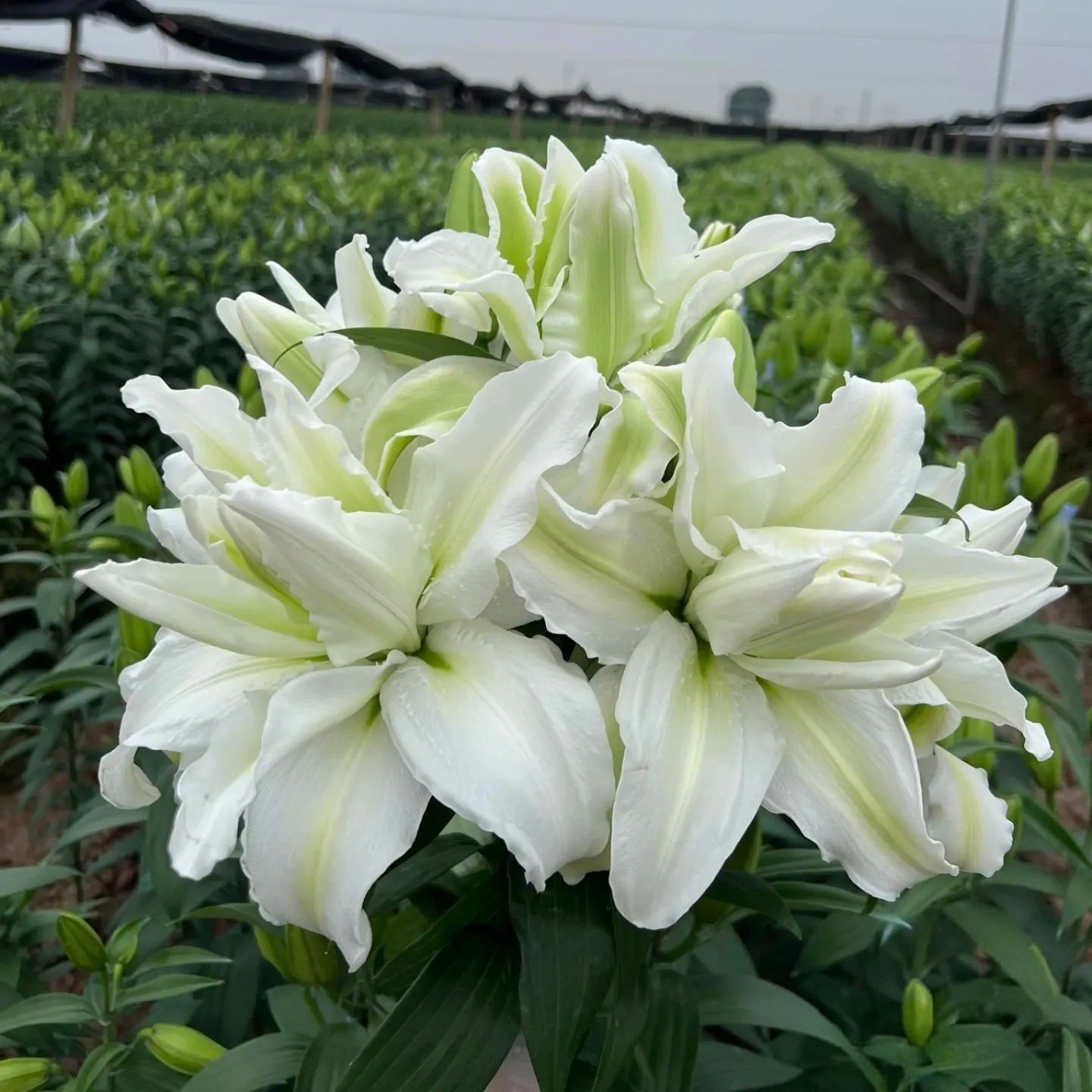 【百合种球】大球.观赏百合.基地直发