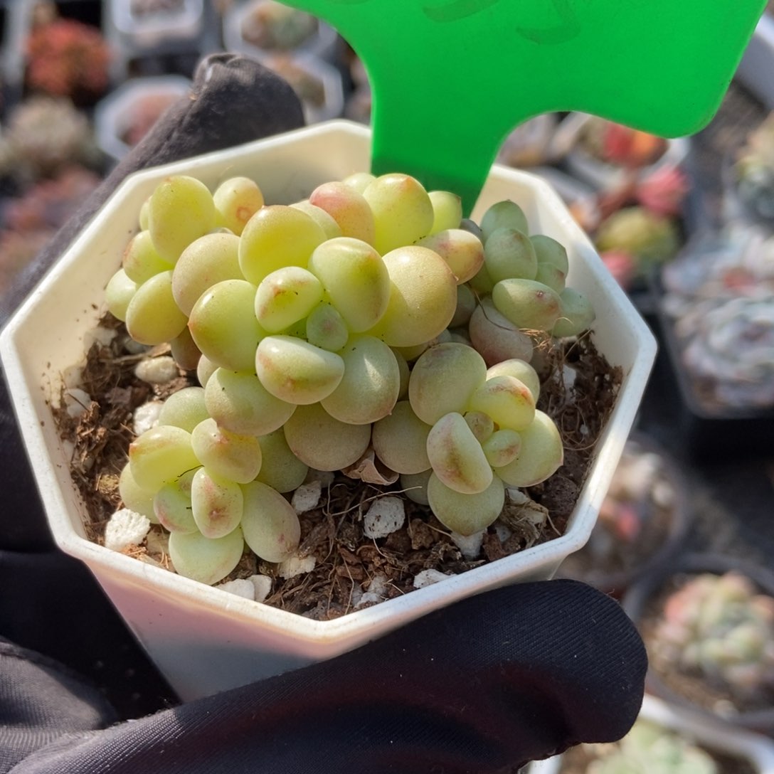 835阳光玫瑰多肉植物保护