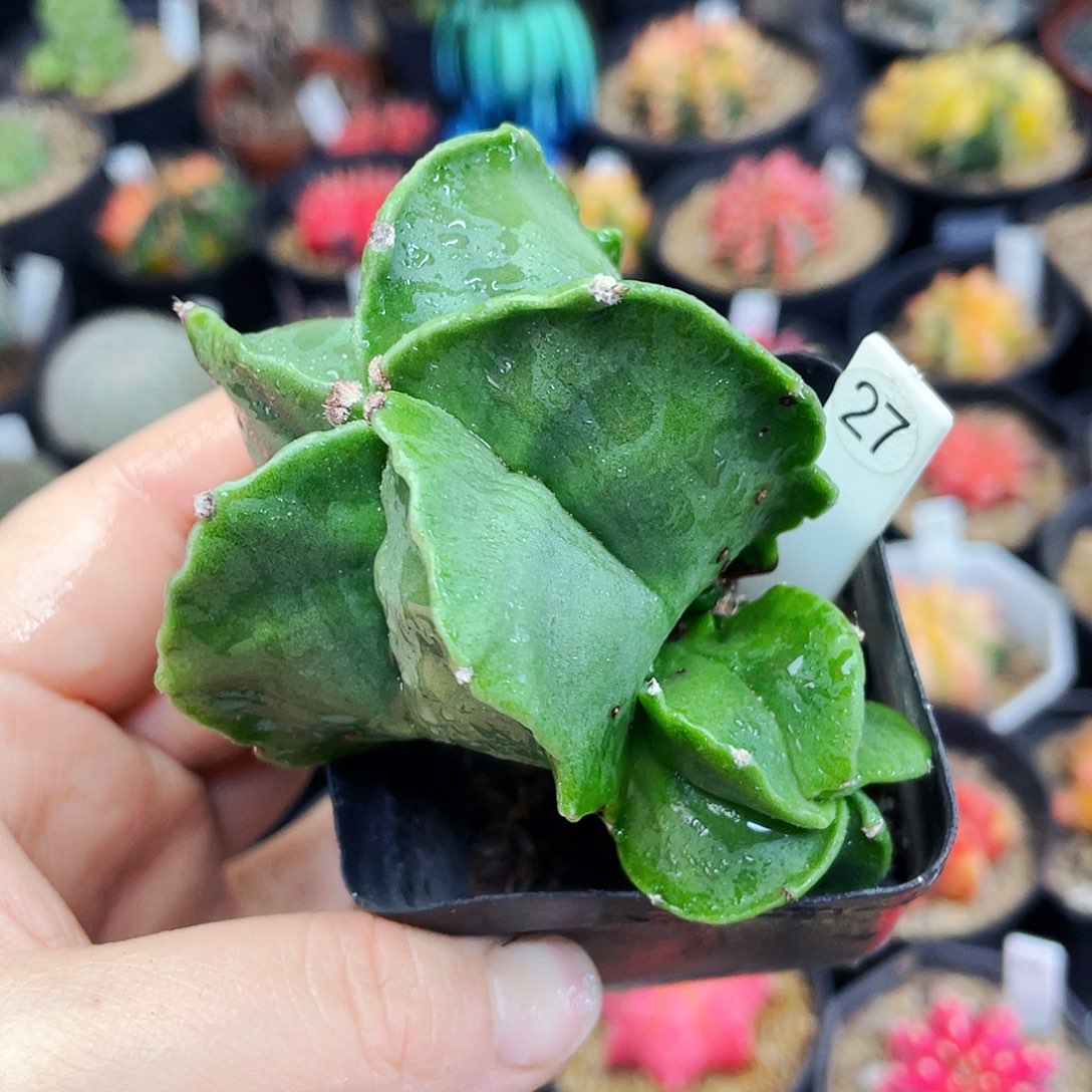 非偏远地区满25包邮仙人球