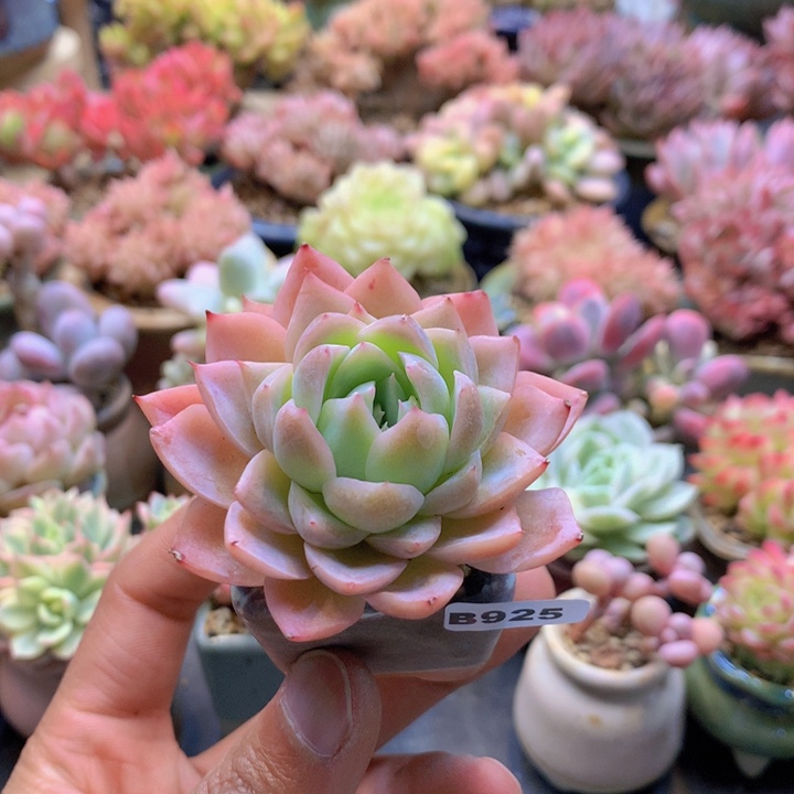 一物一拍含盆土满38包邮B925