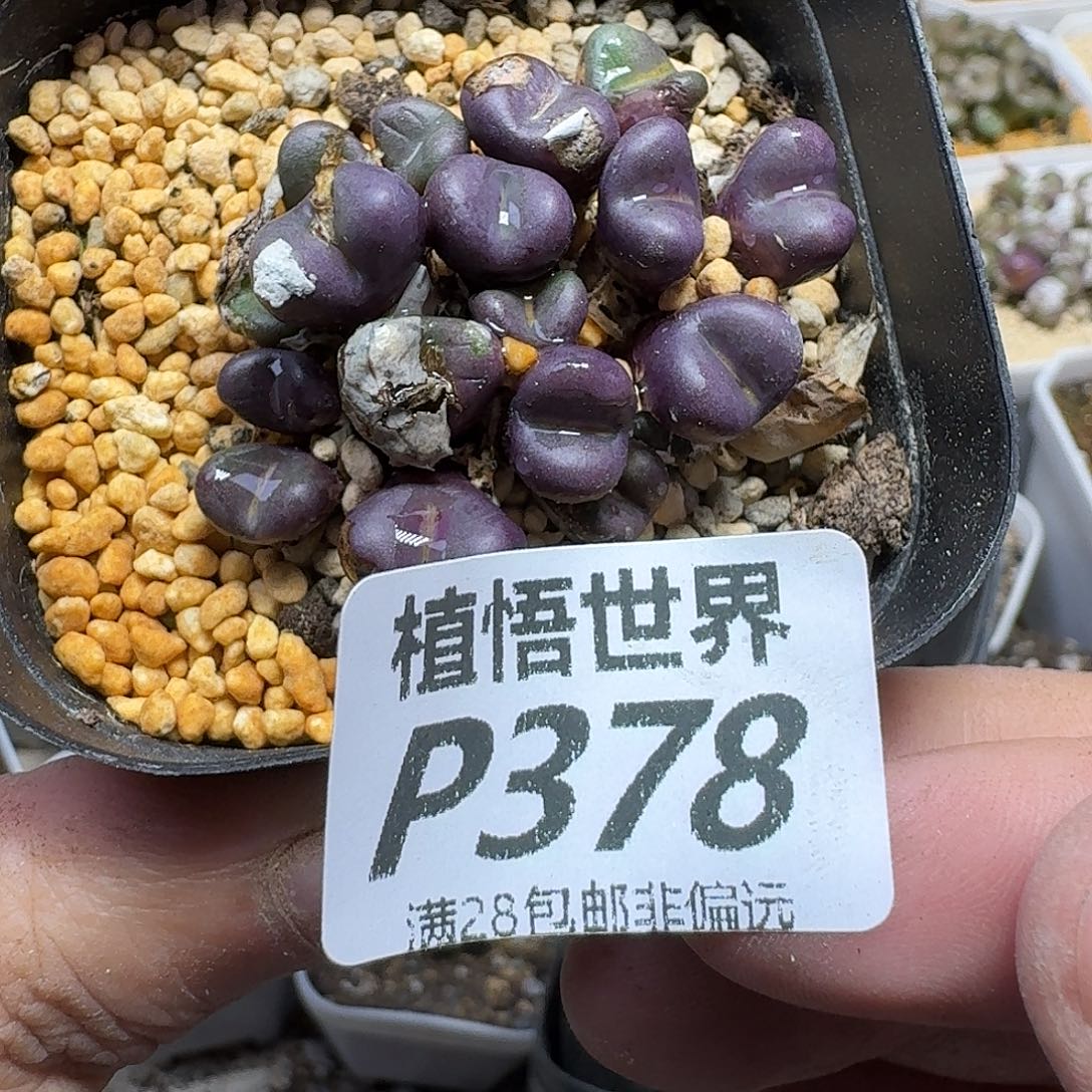 的W的人生的人啊ghnn