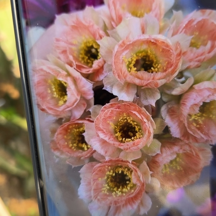 9丽花67歪无根侧芽3一4公分左右20