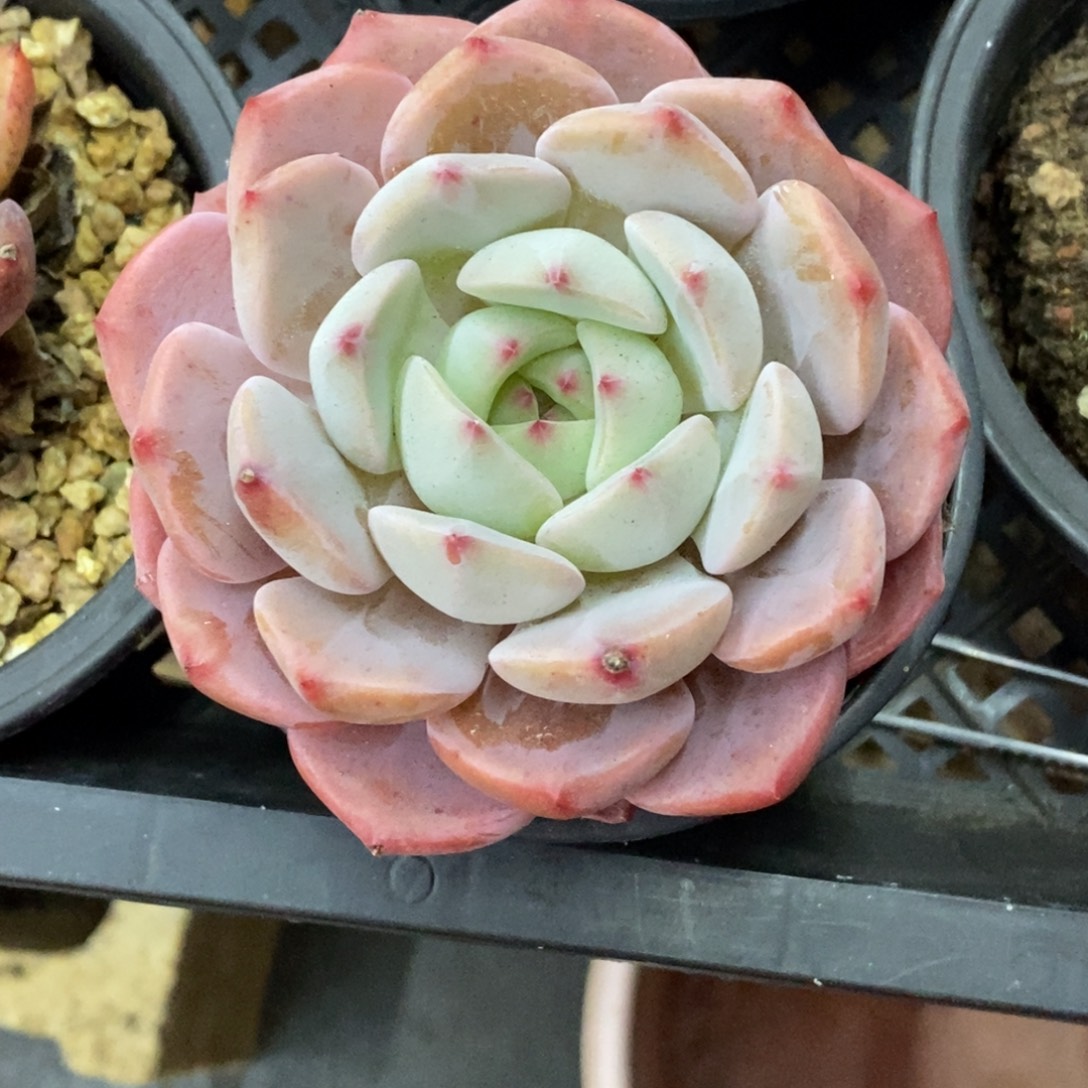 精品多肉一物一拍不包整307