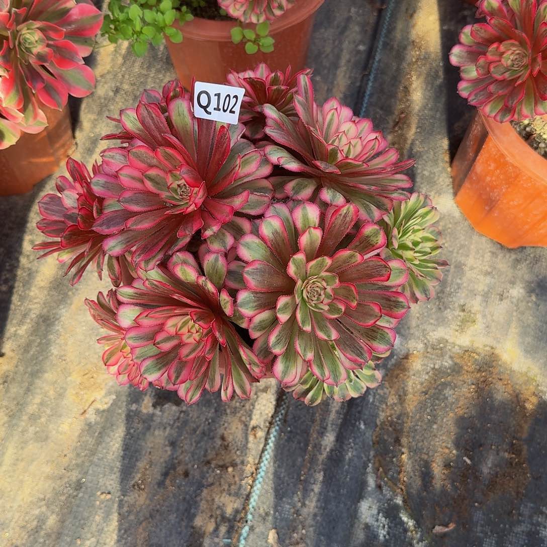 全部花朵家****福102白月光44冠服22.3丛林