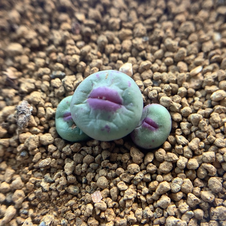 1380b母本切头 肉锥植物