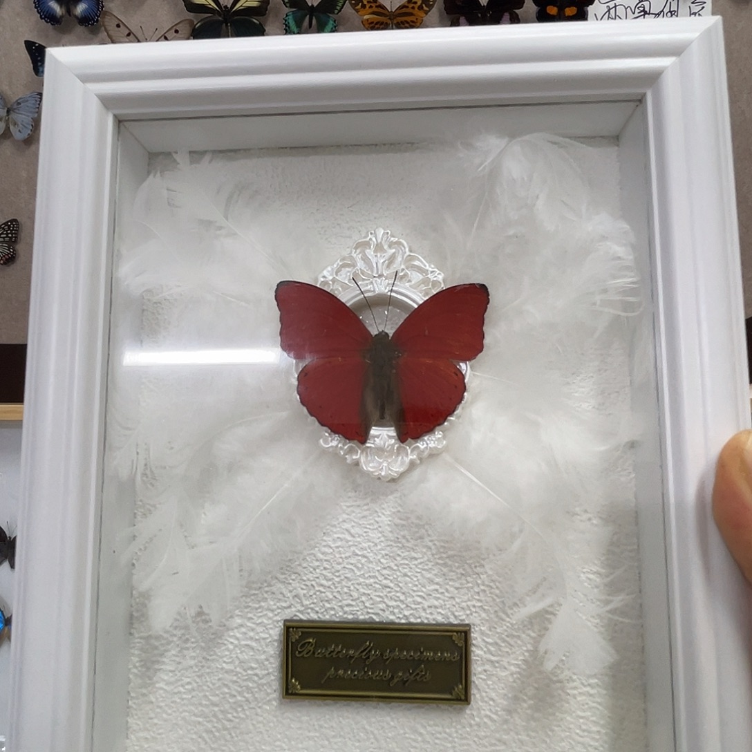 有机玻璃蝴蝶标本