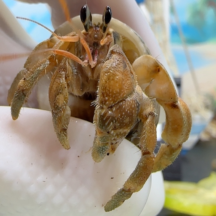 A139特殊色 灰白1.4cm口径