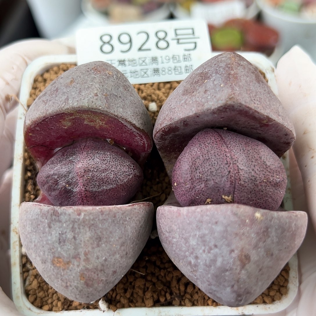 8928六年紫元宝两颗6cm左右