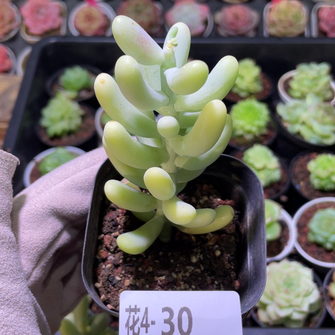 花利美4-30香蕉美人