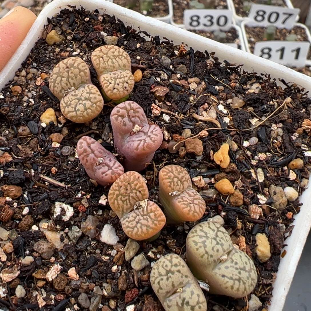 1.14好看的多肉854