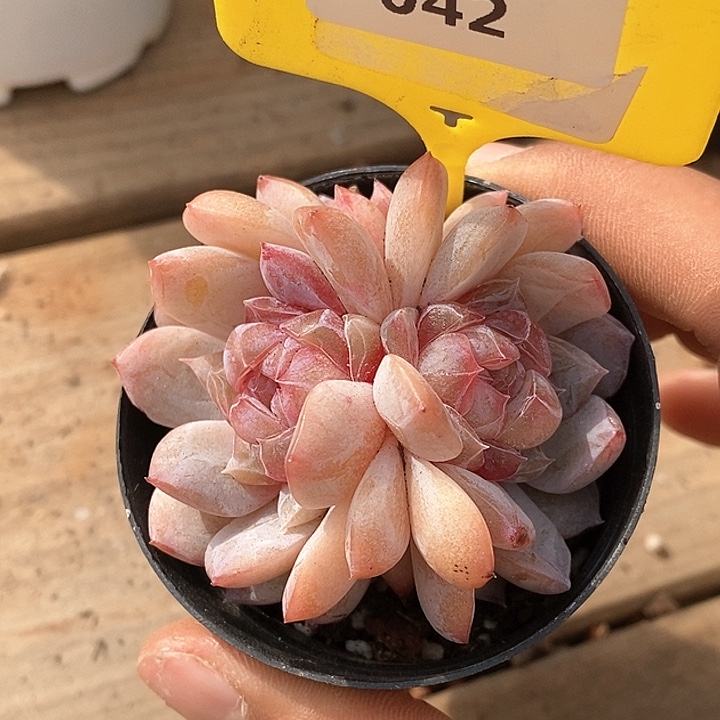 0102042珍妮 元旦福利