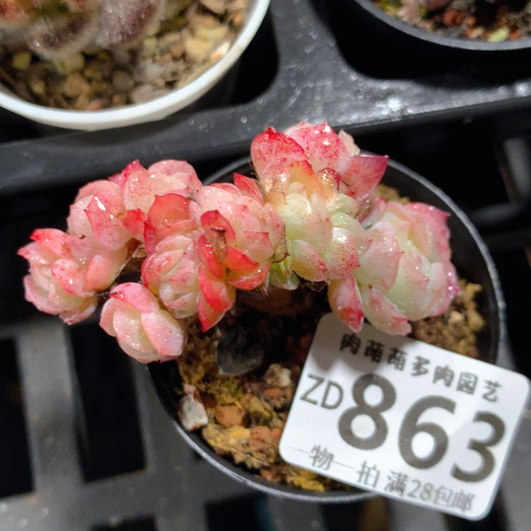 5CM拇指盆精控多肉ZD863