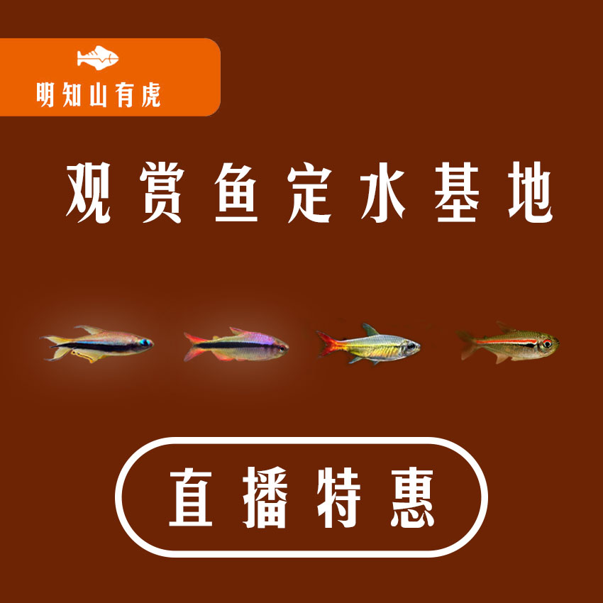 扯旗满三单发货明知山有虎直播观赏鱼