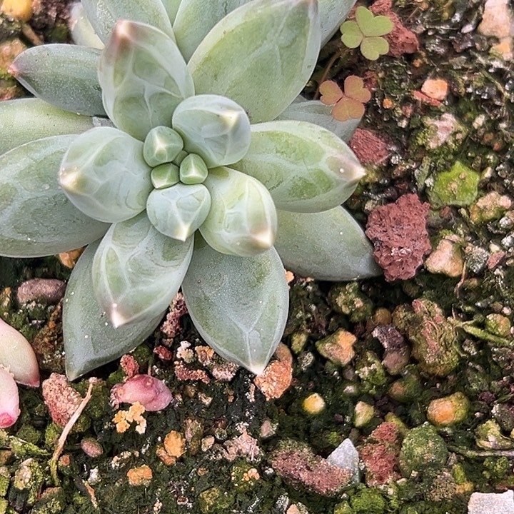 TTN美人特价多肉美人