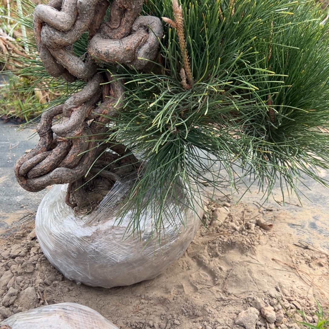 斋***…无花朵三河黑松盆景