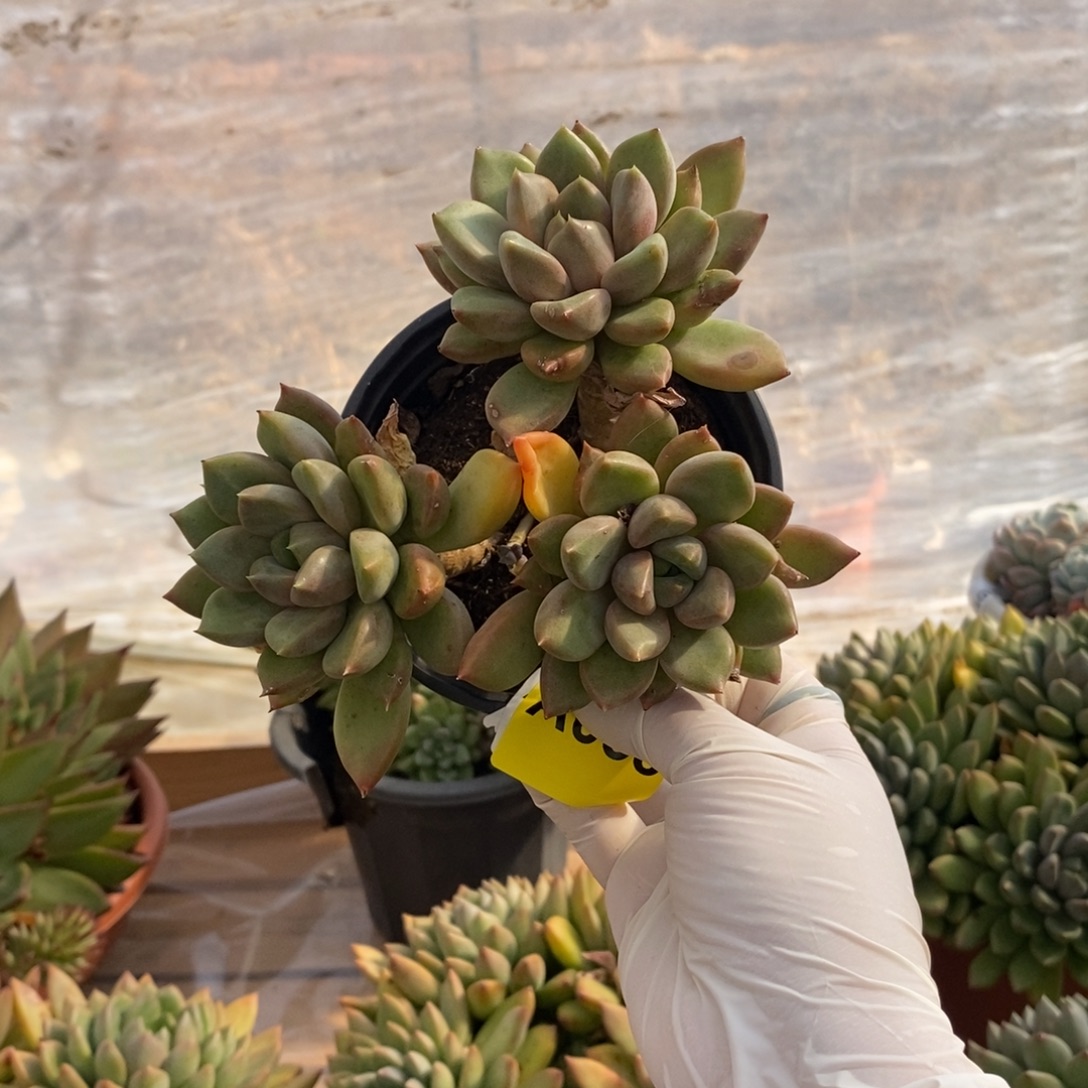 038象牙多头一物一拍