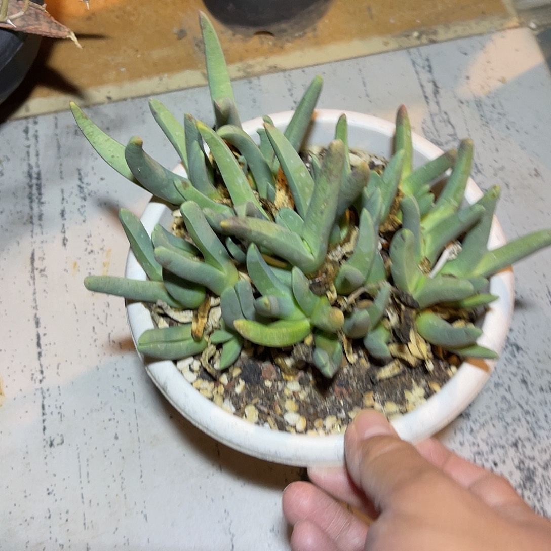 实生蟹钳一物一拍