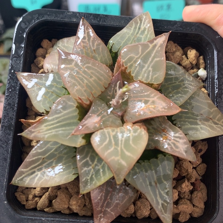 川东流纹寿一物一拍