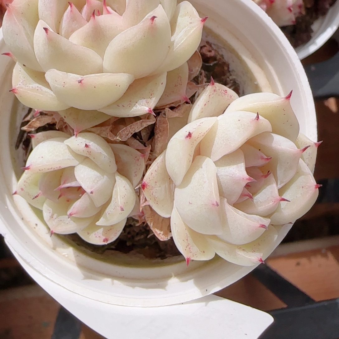 ༀ***ༀ花语多肉0103-176瓷白魔仙散