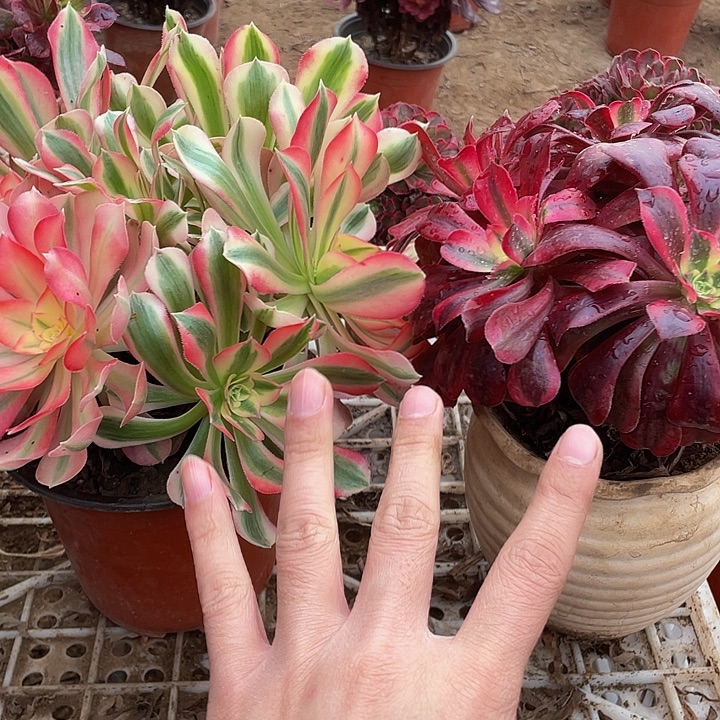 大粉女巫➕大美杜莎脱土裸根