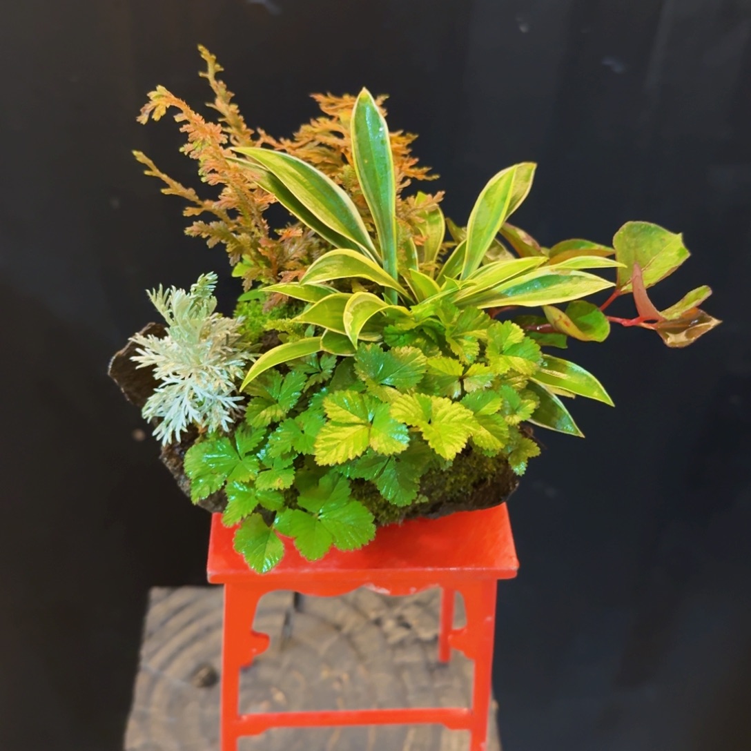 无花朵山野草日本鞍马石