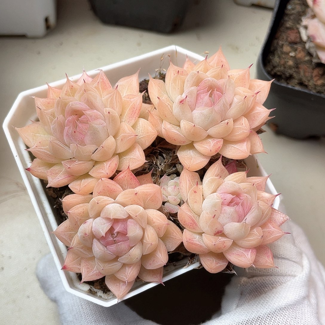 优选女王福利920