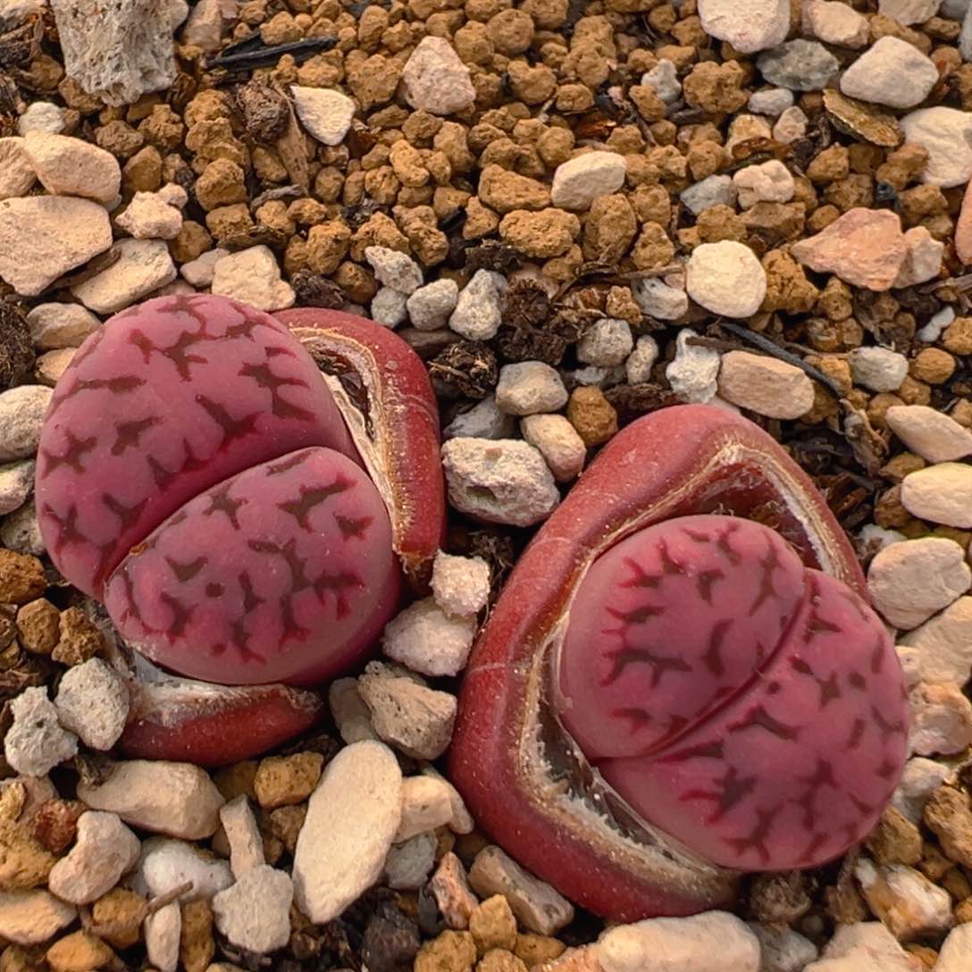 57多肉植物百科紫花纹