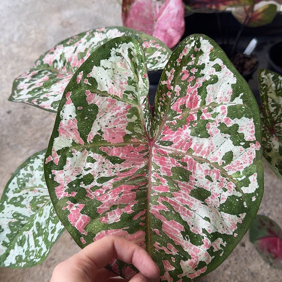 完全开放D060种子新品