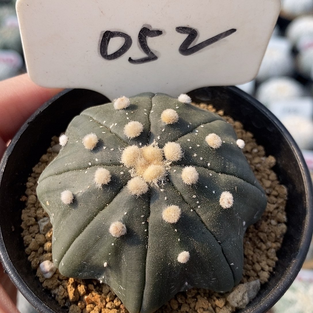 幸***_052琉璃海星兜系列