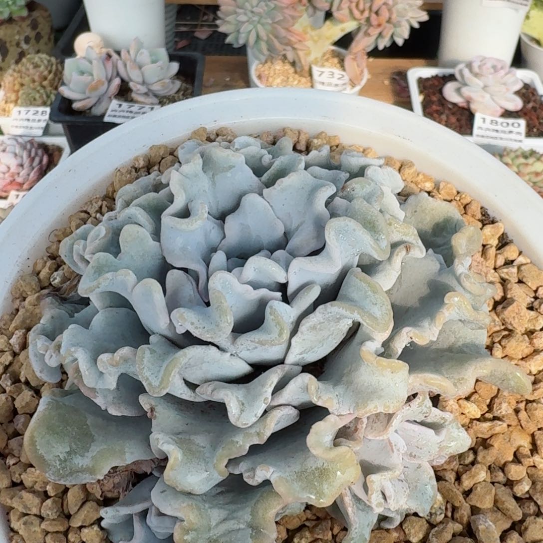 1772一物一拍（满28包邮）