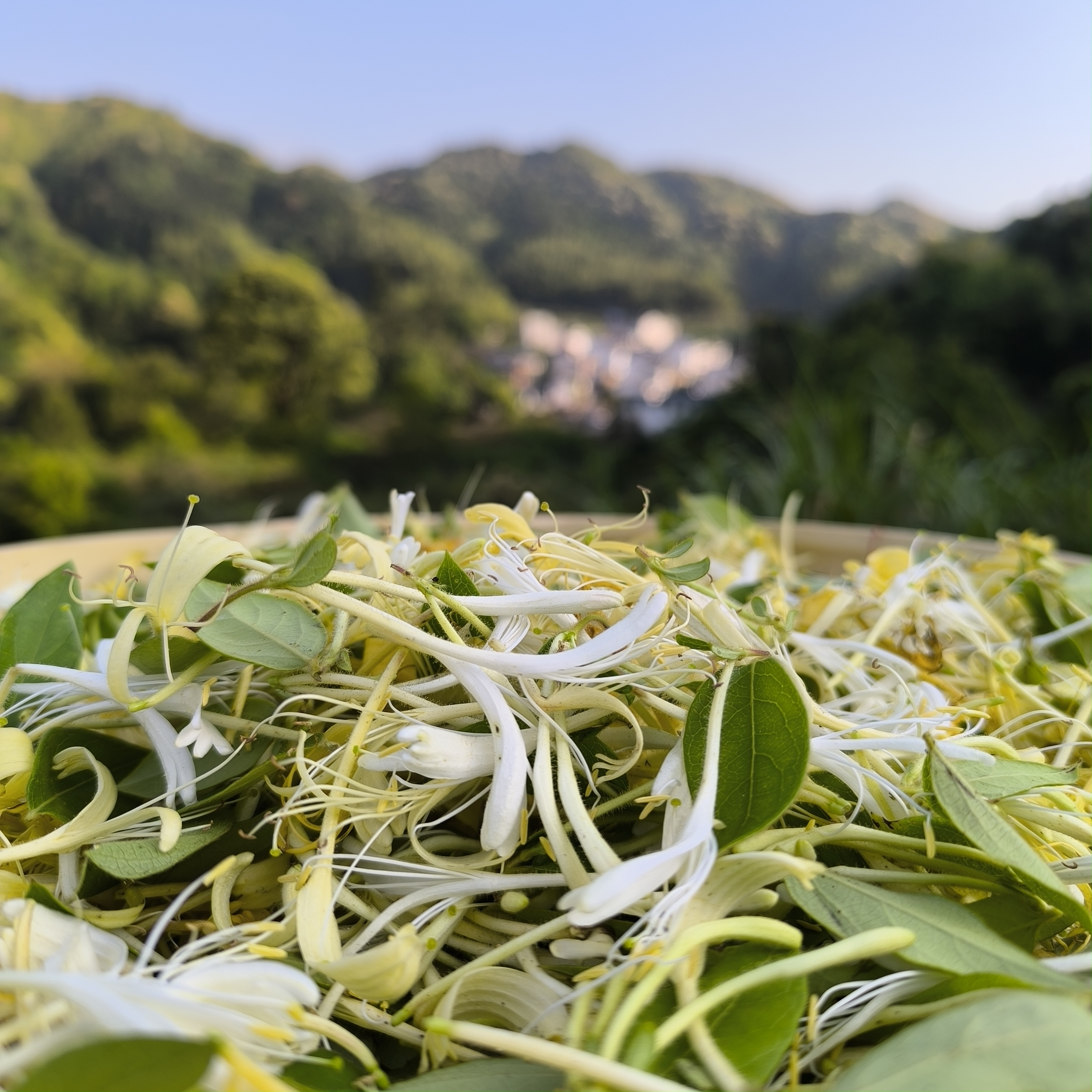【福建金银花】2025当季金银花干货煮水泡水清凉一夏
