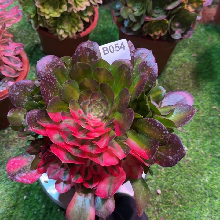 红陶微****园香妃阴阳054多肉