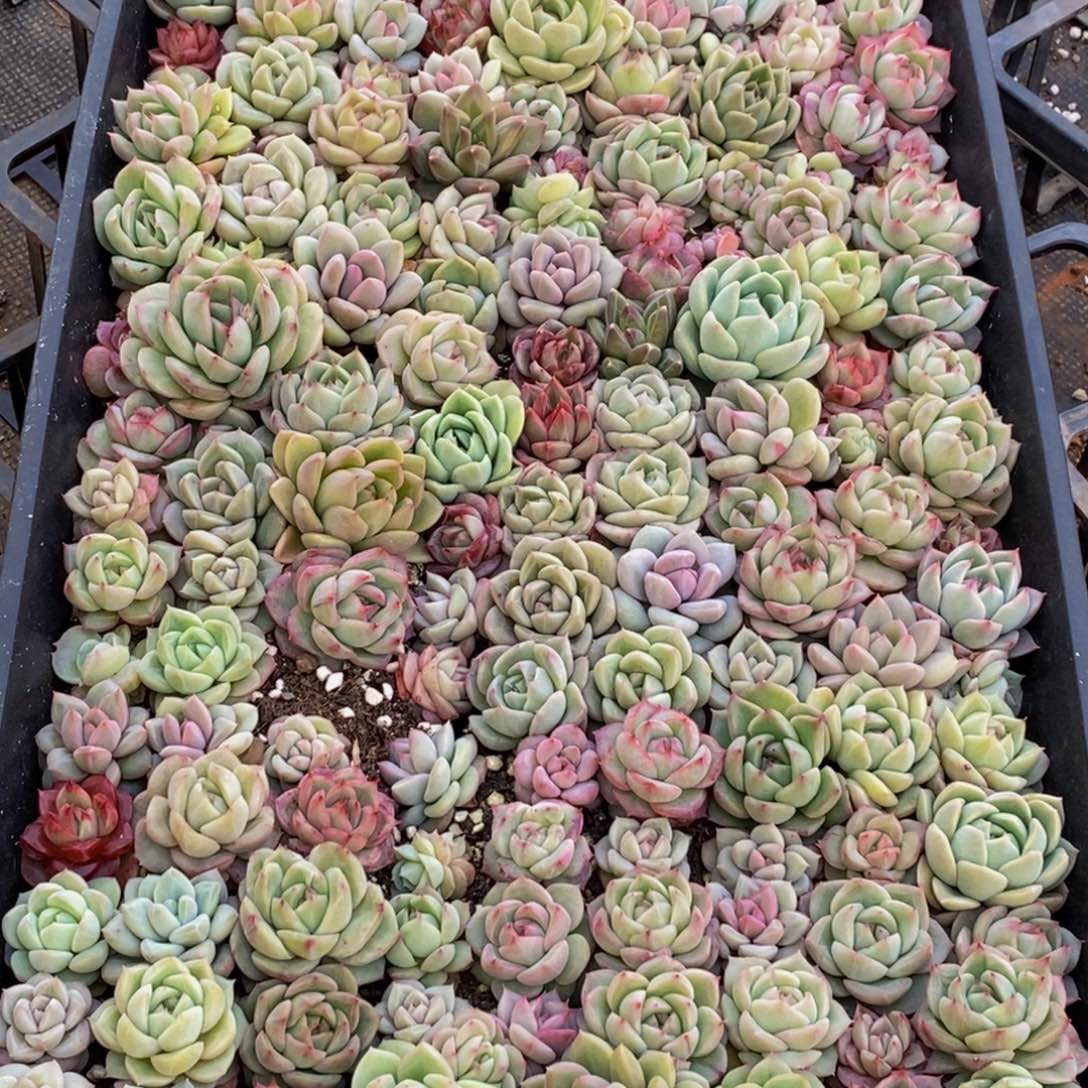 Y*309多肉植物保护研究所所长助理研究员