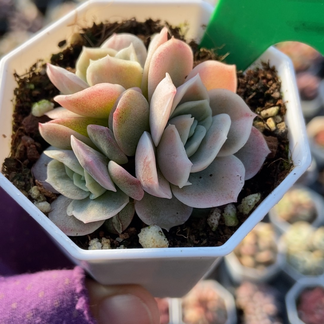 1033蓝色惊喜锦多肉zhiwu