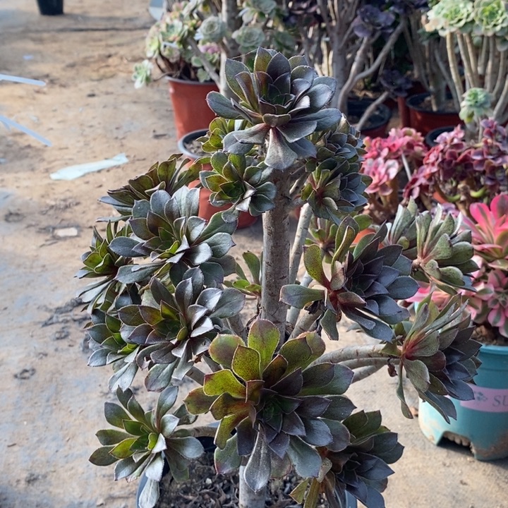 灰法多肉植物17。 