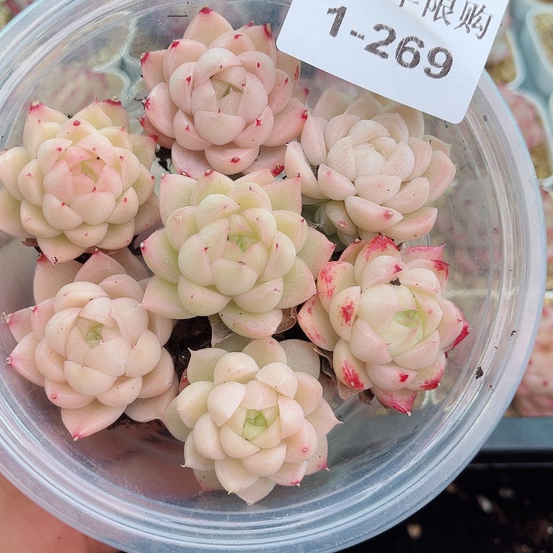 1-269 新疆西藏内蒙不发12.8包邮2-3公分多肉