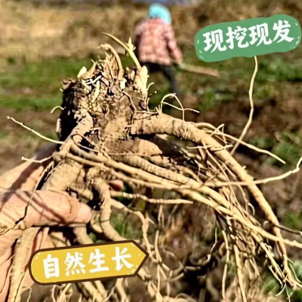 甘肃岷县新鲜当归  现挖现卖产地直发