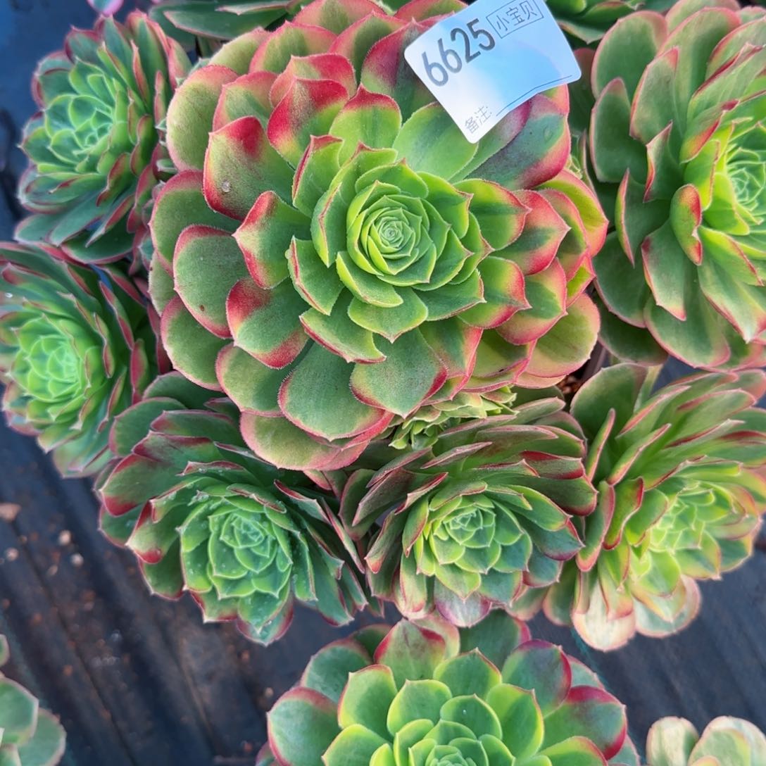 A****?6625奶白多肉多肉