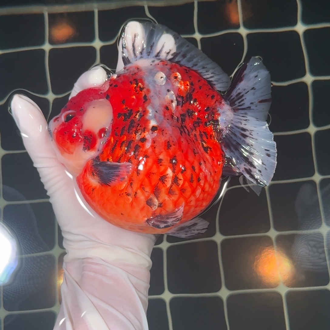 金鱼精品高货短尾将军狮