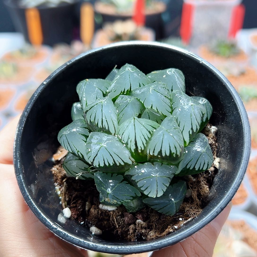 十二卷多肉水晶玉露