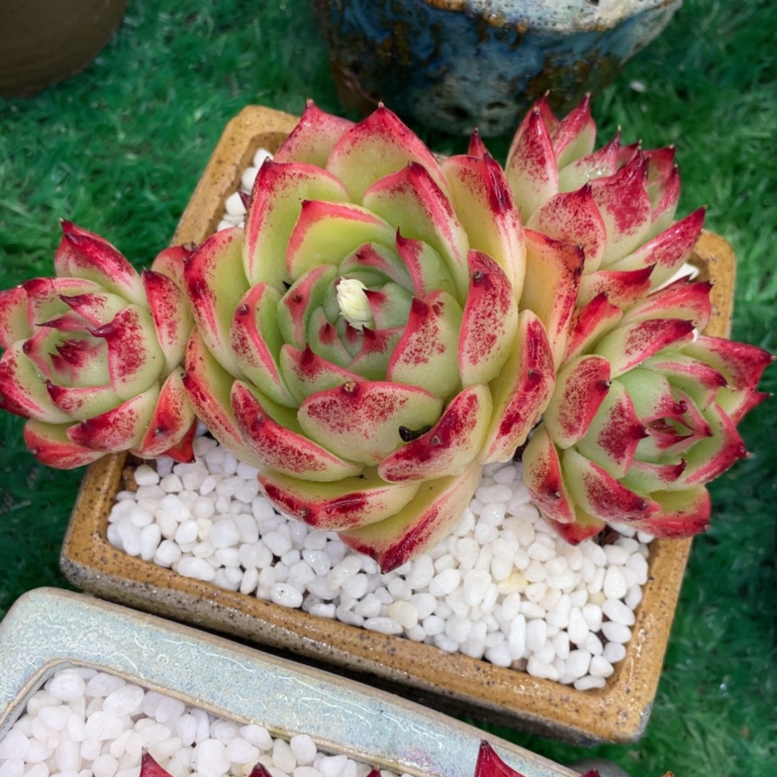 韵***多肉植物盆栽多肉植物