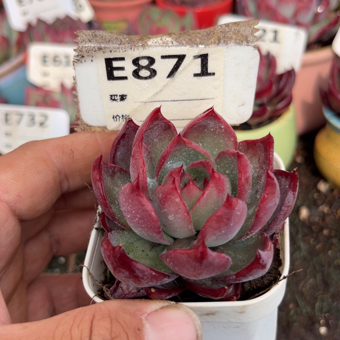 惊鸿一瞥871号多肉