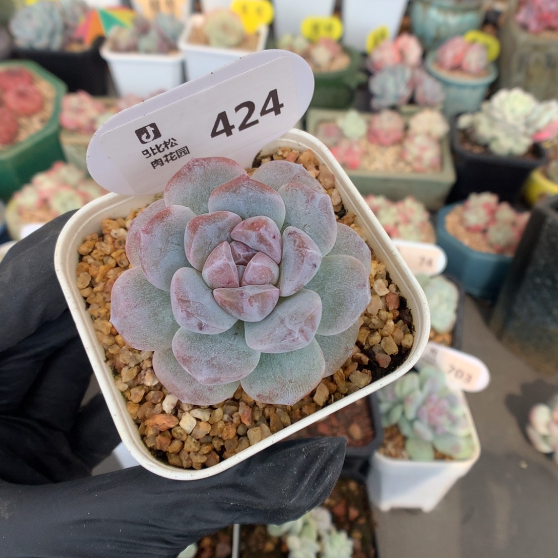 424 紫皮紫心冰玉石化多肉