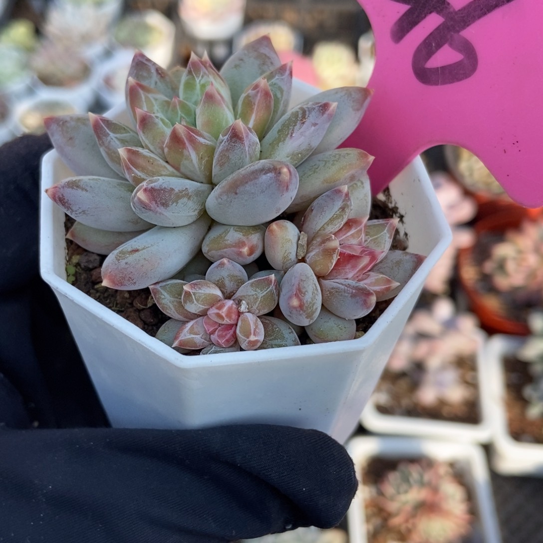 46伊丽莎白多肉植物