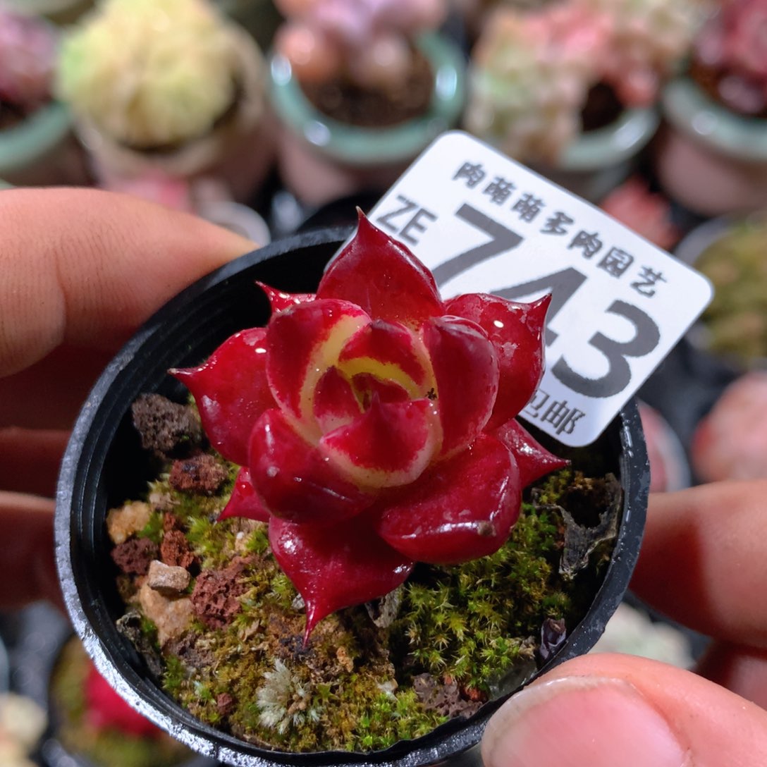 5CM拇指盆精控多肉ZE743