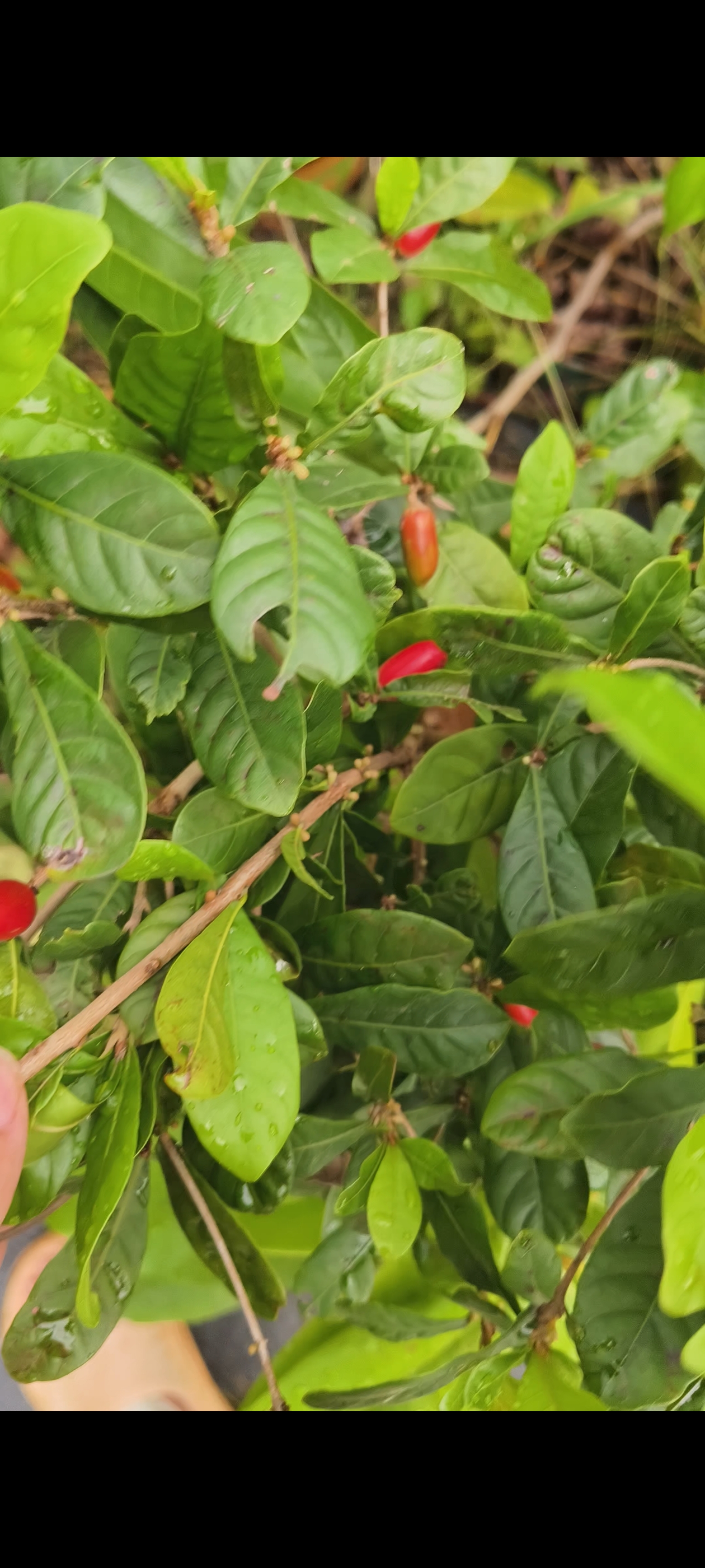 神秘一年绿植盆栽