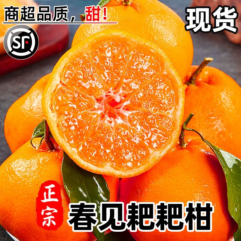 四川春见耙耙柑当季鲜果，特大果爆甜多汁四川省
